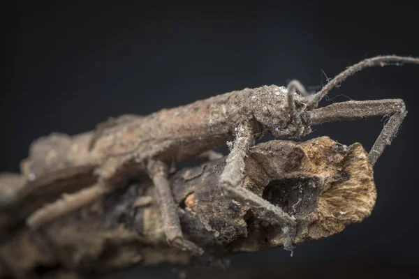 Närbild Skott Walking Stick Bug — Stockfoto