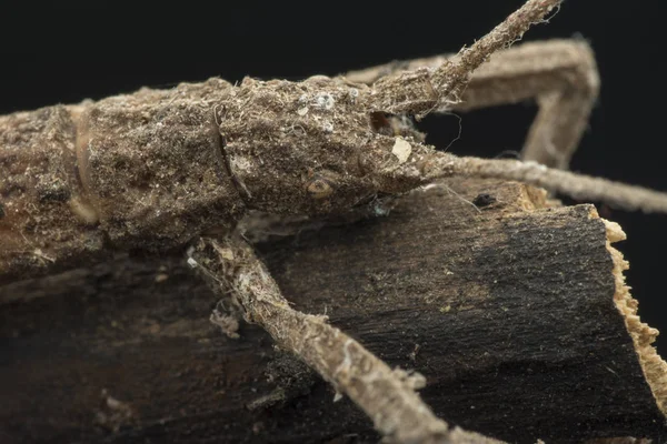 Närbild Skott Walking Stick Bug — Stockfoto