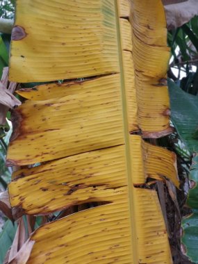 muz yaprağı yaşam patojenleri.