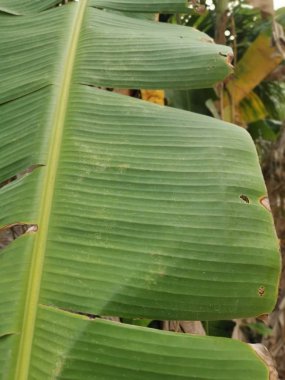 muz yaprağı yaşam patojenleri.