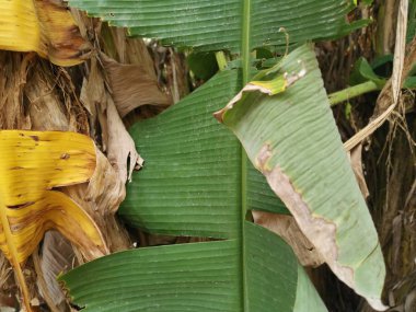 muz yaprağı yaşam patojenleri.