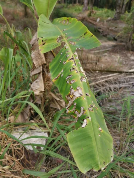 バナナの葉の生存の病原体 — ストック写真