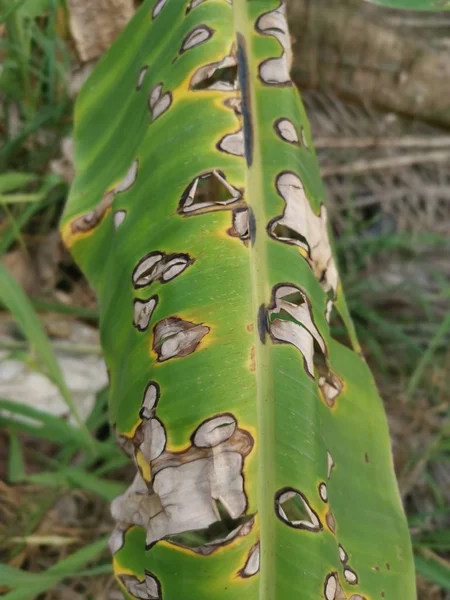 Патогенів Виживання Бананового Листя — стокове фото