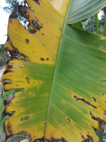 Agentes Patogénicos Sobrevivência Das Folhas Banana — Fotografia de Stock