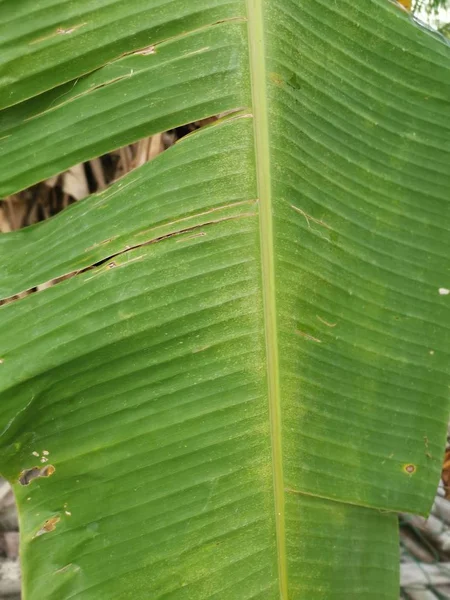 Pathogens Banana Leafs Survival — Stock Photo, Image