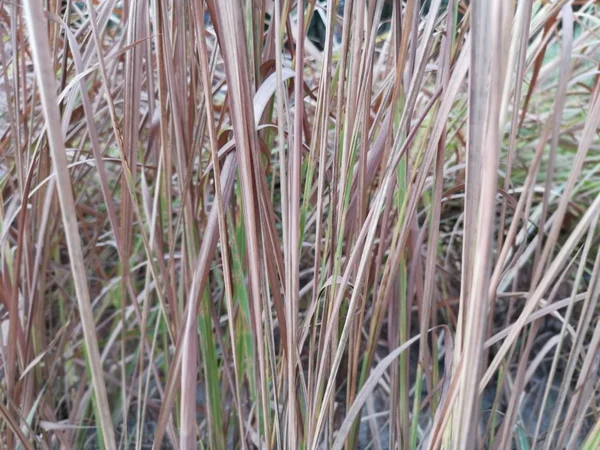 Aziatische Wild Lang Vlijmscherp Lalang — Stockfoto