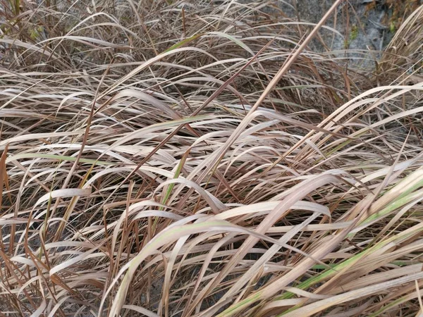 Asiatische Wild Lange Messerscharfe Lalang — Stockfoto