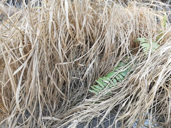 Asiatische Wild Lange Messerscharfe Lalang — Stockfoto