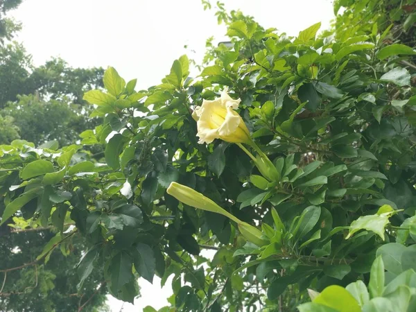 Gyönyörű Sárga Trombita Solandra Grandiflora Virág — Stock Fotó