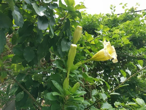 Mooie Gele Trompet Solandra Grandiflora Bloem — Stockfoto