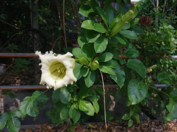 Bella Tromba Gialla Solandra Grandiflora Fiore — Foto Stock