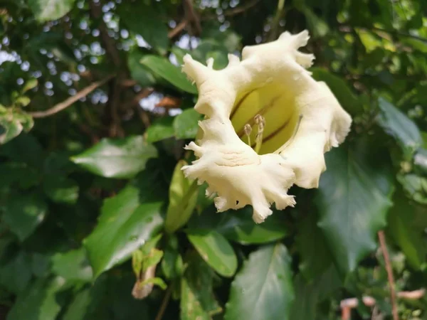 Piękna Żółta Trąbka Solandra Grandiflora Kwiat — Zdjęcie stockowe