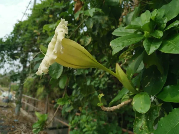 Mooie Gele Trompet Solandra Grandiflora Bloem — Stockfoto