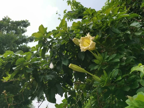 Güzel Sarı Trompet Solandra Grandiflora Çiçek — Stok fotoğraf