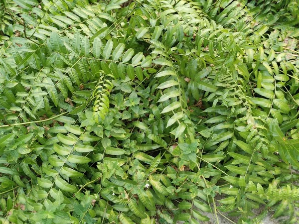 野生のネフロレピスビセラタショットシダの葉 — ストック写真