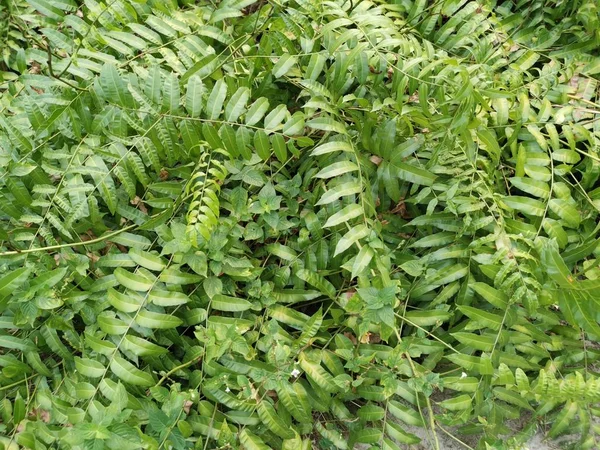 Folhas Samambaia Nephrolepis Biserrata Schott Selvagens — Fotografia de Stock