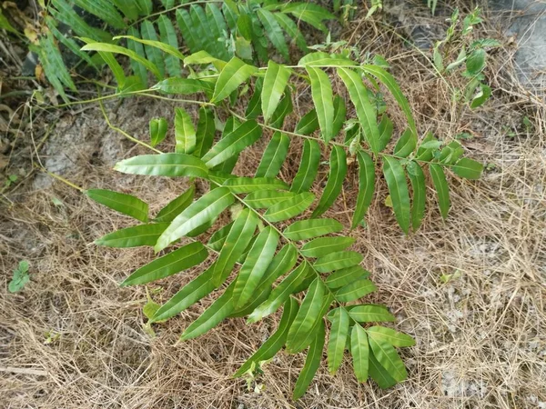 Dziki Nephrolepis Biserrata Schott Paproci Leafs — Zdjęcie stockowe