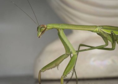 mantis religiosa hata yakın çekim.