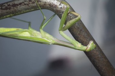 mantis religiosa hata yakın çekim.