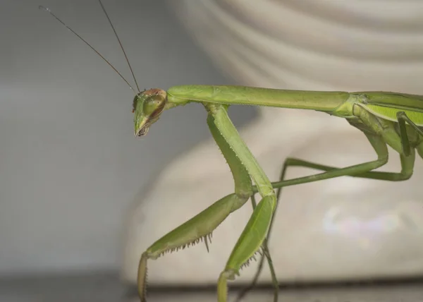 Close Fotos Mantis Religiosa Bug — Fotografia de Stock