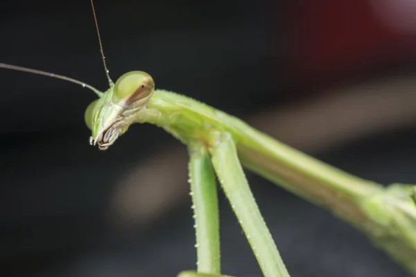 Gros Plans Mantis Religiosa Bug — Photo