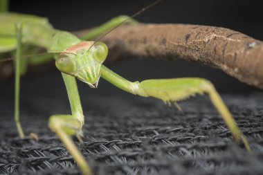 mantis religiosa hata yakın çekim.