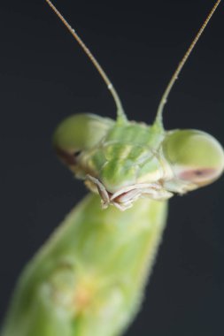 mantis religiosa hata yakın çekim.
