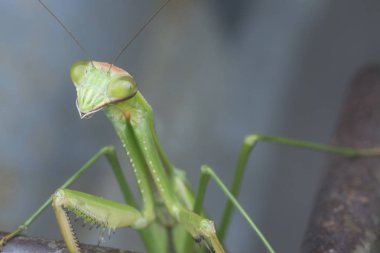 mantis religiosa hata yakın çekim.