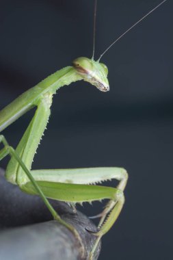 mantis religiosa hata yakın çekim.