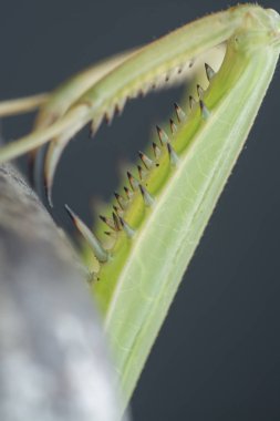 mantis religiosa hata yakın çekim.