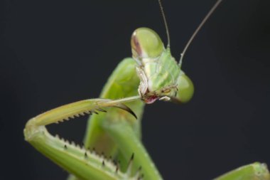 mantis religiosa hata yakın çekim.