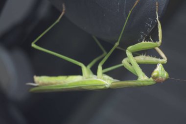 mantis religiosa hata yakın çekim.