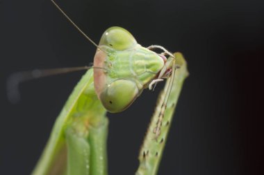 mantis religiosa hata yakın çekim.