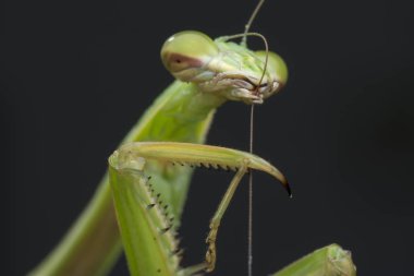 mantis religiosa hata yakın çekim.