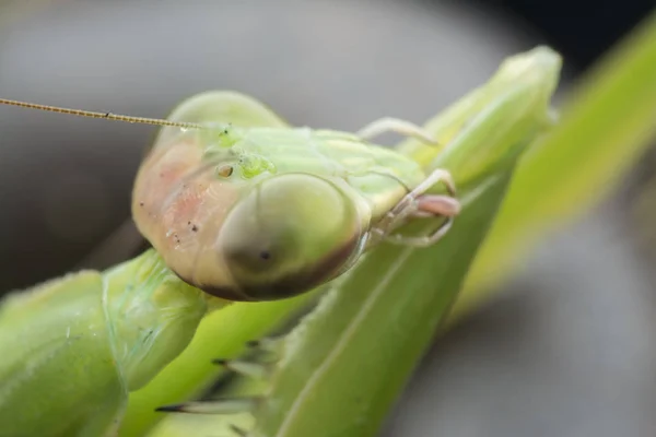 Gros Plans Mantis Religiosa Bug — Photo