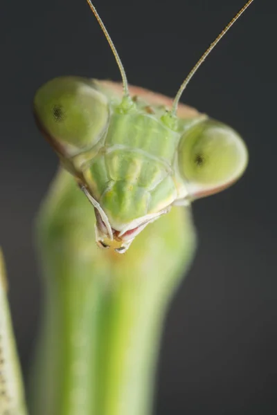 Primeros Planos Mantis Religiosa Bug — Foto de Stock