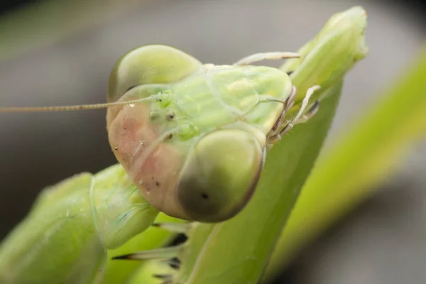 Gros Plans Mantis Religiosa Bug — Photo