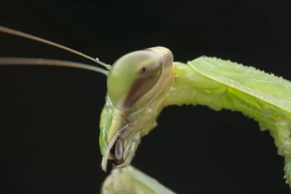 Close Fotos Mantis Religiosa Bug — Fotografia de Stock