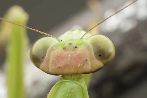 Primeros Planos Mantis Religiosa Bug —  Fotos de Stock