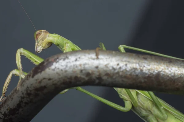 Close Fotos Mantis Religiosa Bug — Fotografia de Stock