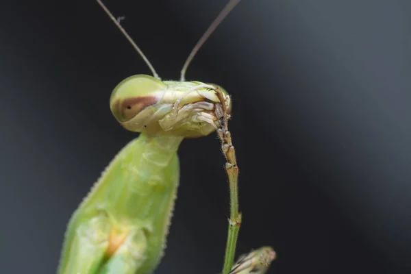 Primeros Planos Mantis Religiosa Bug — Foto de Stock