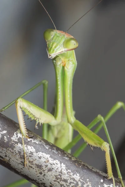 Vértes Felvételek Mantis Religiosa Bug — Stock Fotó