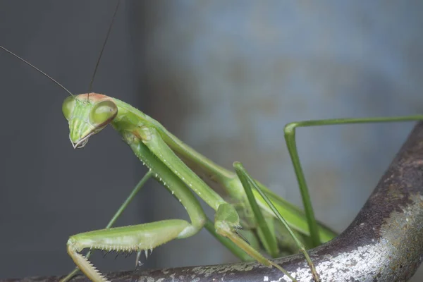 Primeros Planos Mantis Religiosa Bug —  Fotos de Stock