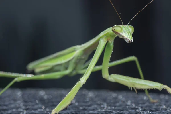 Close Fotos Mantis Religiosa Bug — Fotografia de Stock