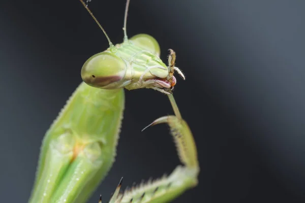 Primeros Planos Mantis Religiosa Bug —  Fotos de Stock