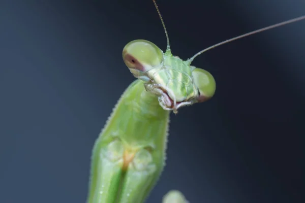 Primeros Planos Mantis Religiosa Bug —  Fotos de Stock