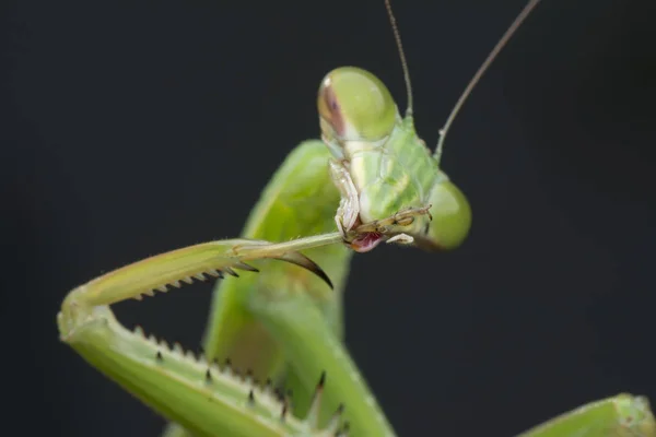 Närbild Skott Mantis Religiosa Bug — Stockfoto