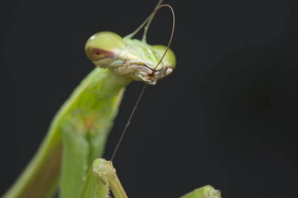 Close Fotos Mantis Religiosa Bug — Fotografia de Stock