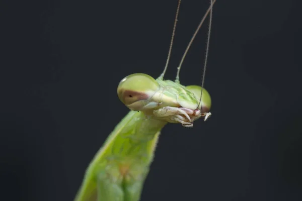 Vértes Felvételek Mantis Religiosa Bug — Stock Fotó