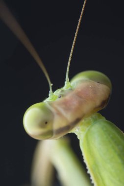 mantis religiosa hata yakın çekim.